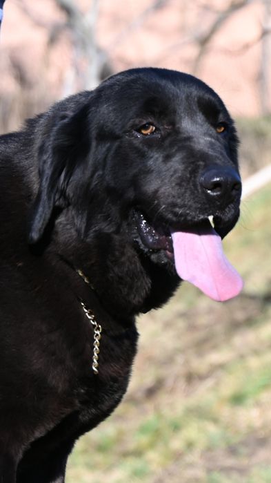 Ciobănesc de asia centrala