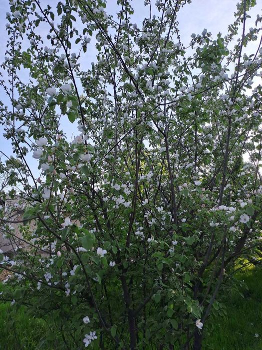 Ер сотилади СРОЧНА!!!