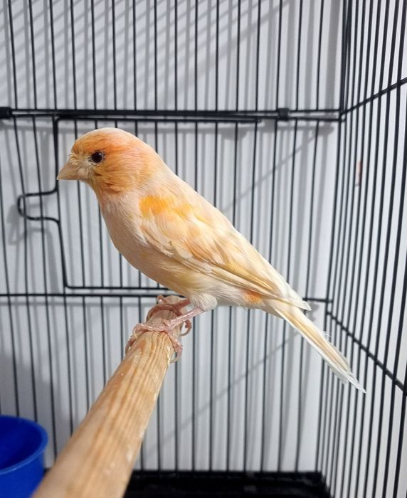 Kanareka moda bez petno sotladi