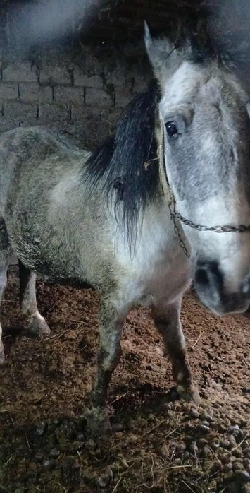 De vanzare cal castrat