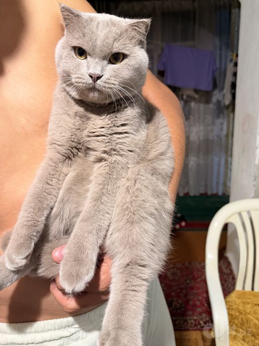 Вязка    Скотиш шатланский хочет     Киску