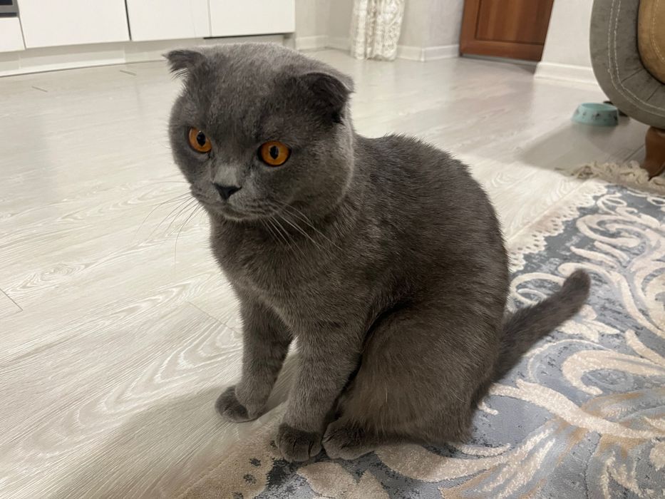 Кошка породистая Британская вислоухая