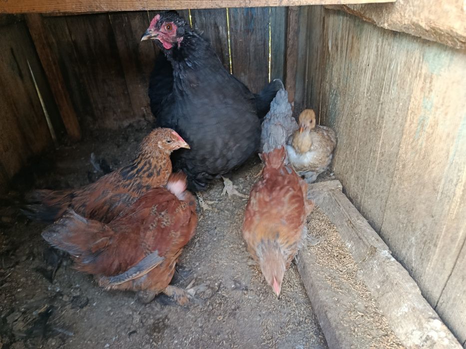 Продам курей хорошие