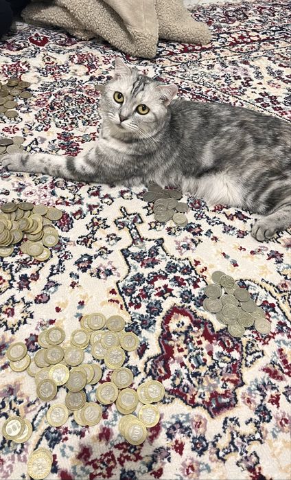 Отдаем вислоухую кошку в добрые руки