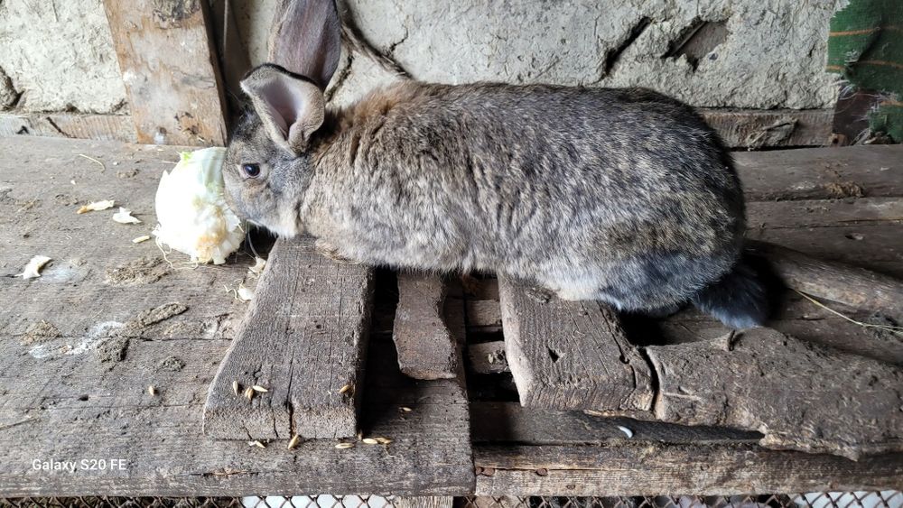 Продам кролов на племя