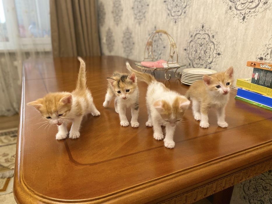 Марғаулар сатылады. Бір данасы 5000 тг