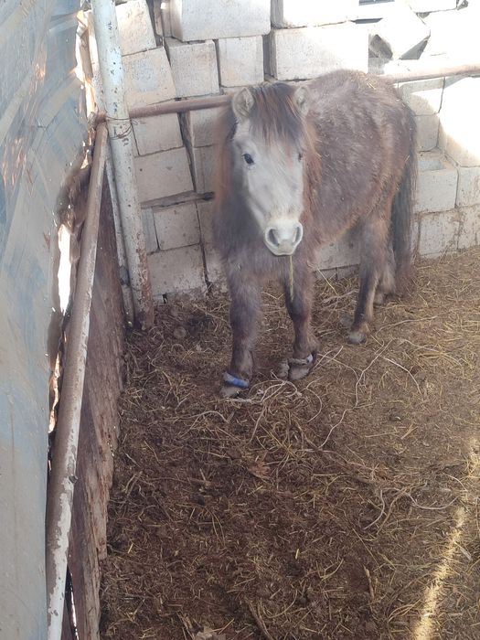 Ургашы пони 2 жасар