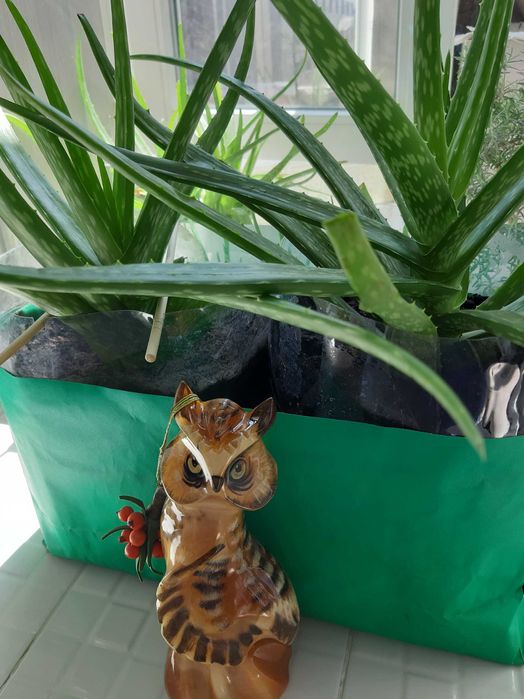 Алоэ на Атакенте