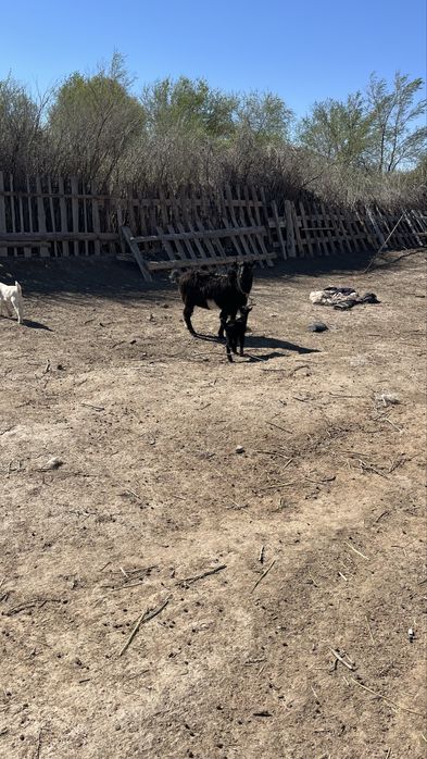 Лақты ешкі сатылады