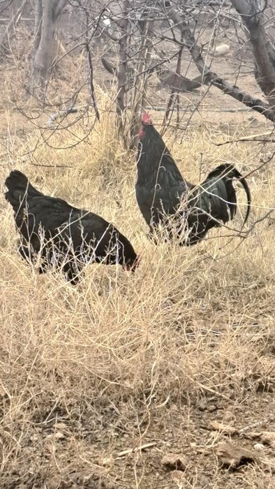 Жерси хурозлар сотилади