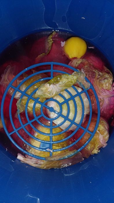 Varza murata de vanzare