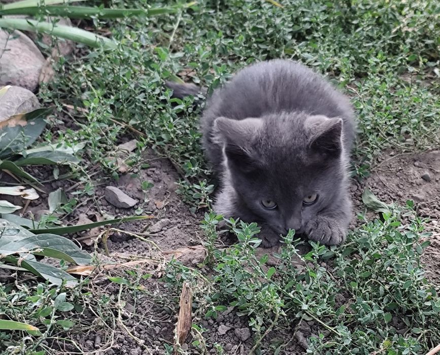 Отдам мальчишку в хорошие руки