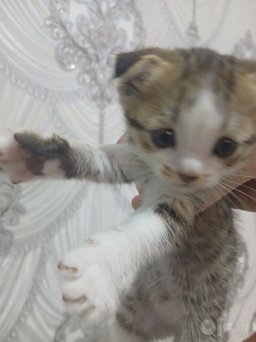 Zotdor Shotlandiya Fold (Scottish Fold) mushukchalari sotiladi!