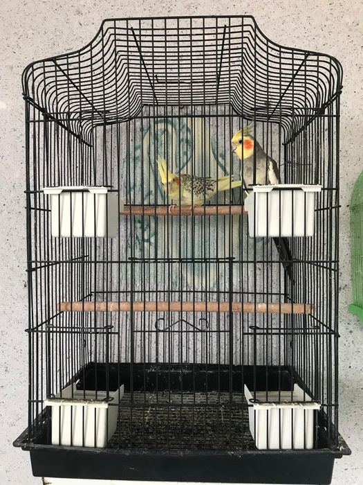 Продається папугай