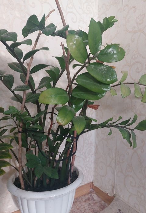 Продам комнатные растения