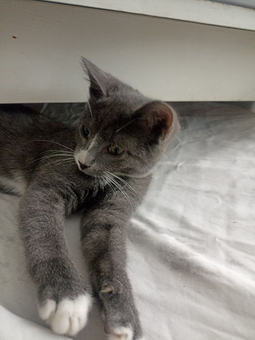Котенок,мальчик ,2,5 мес в добрые рукии