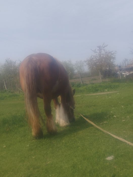 De vanzare o iapa de 7 ani gestanta de 11 luni cu acte linistita fara defecte buna la caruta