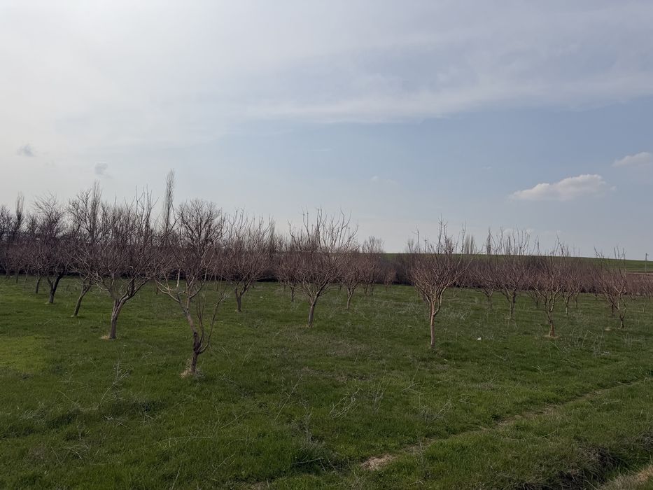 Үй+ферма+ 1 га алма бау