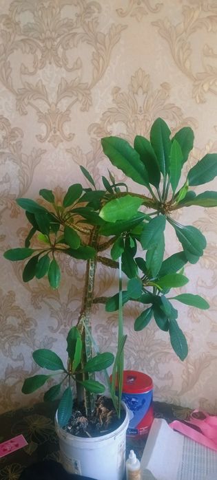 Продам цветок комнатный пальма декоративная