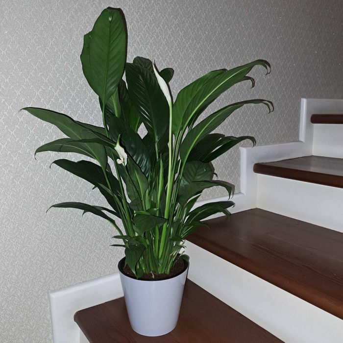 Спатифилиум эенская счастья