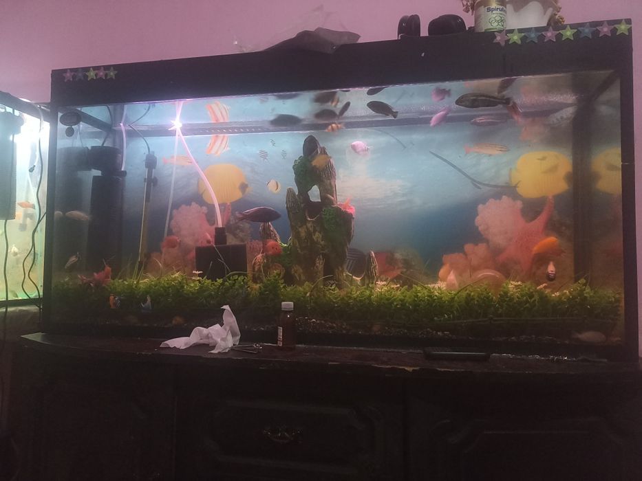 Akvarium baliqlari sotiladi va akvariumlar 220litir va 100litrli hamma