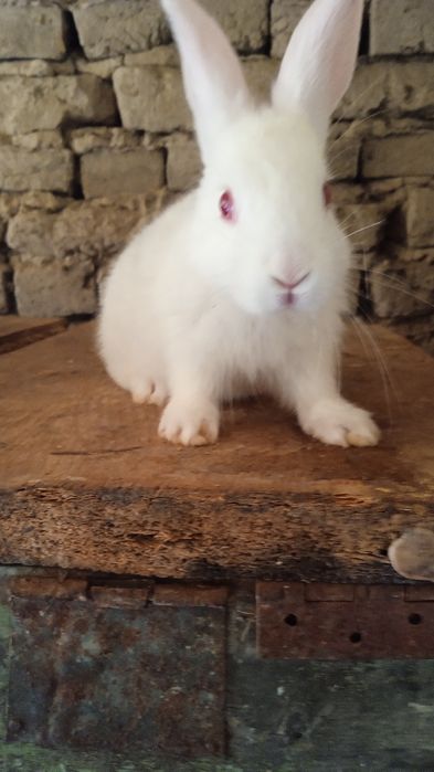 Xikol quyonla 70mindan