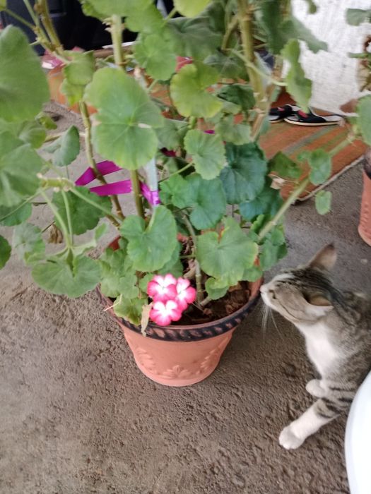 Продаю комнатные большие цветы