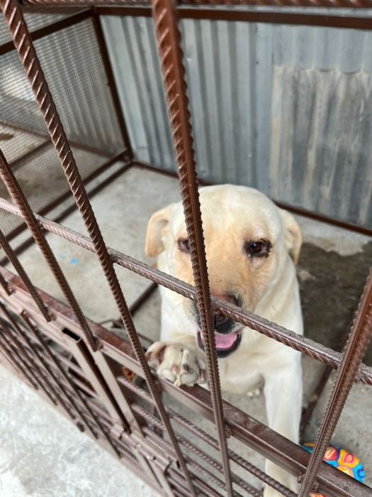 Продам белого лабрадора