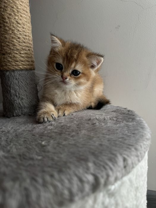 Продается Котята