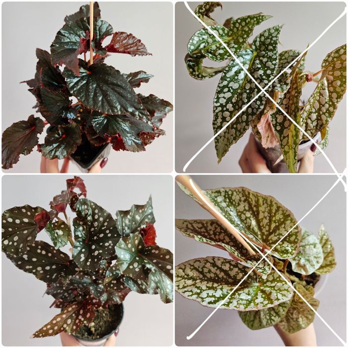 Бегония блак форест, арабиан сансет