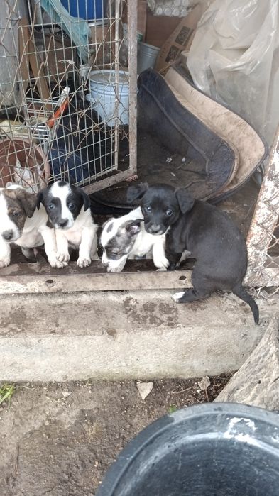 Щенки в добрые руки