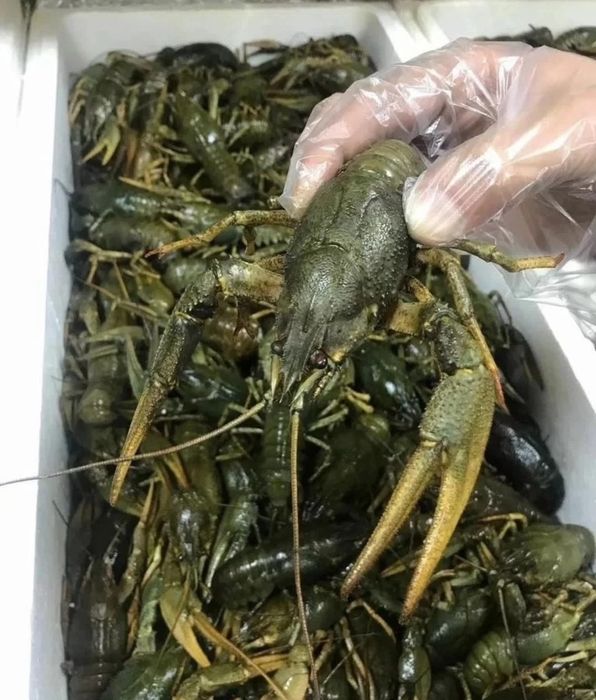 Раки живые оптом