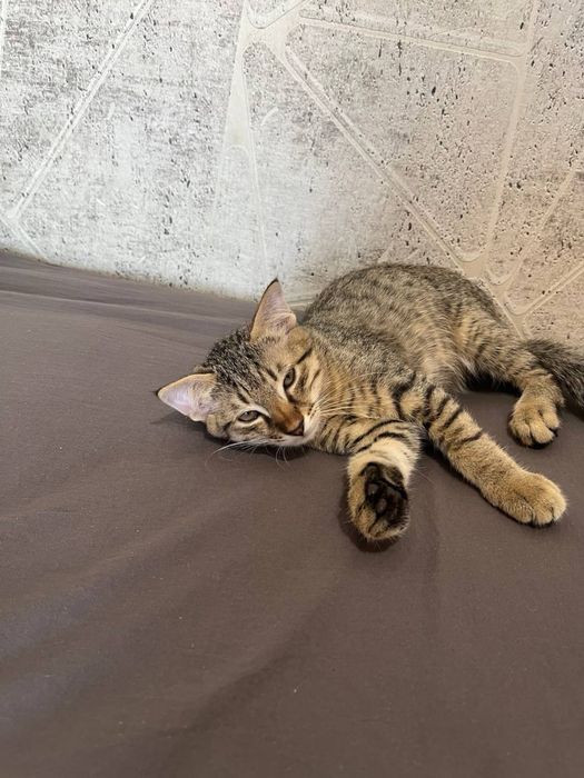 котята 3,5 месяца