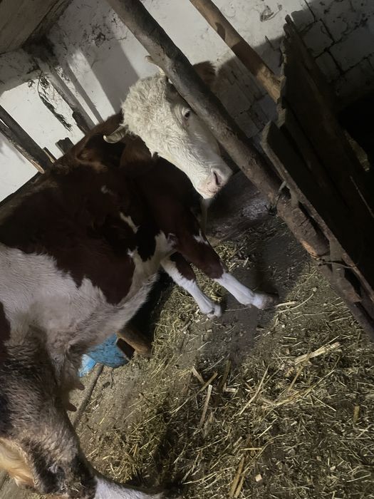 Vaca gestanta in 7 luni, 7 ani are, inca se mulge