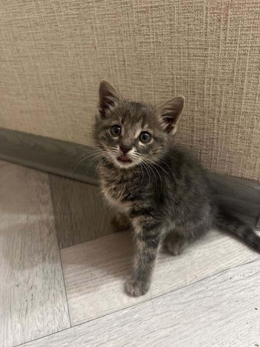 Котёнок домашний