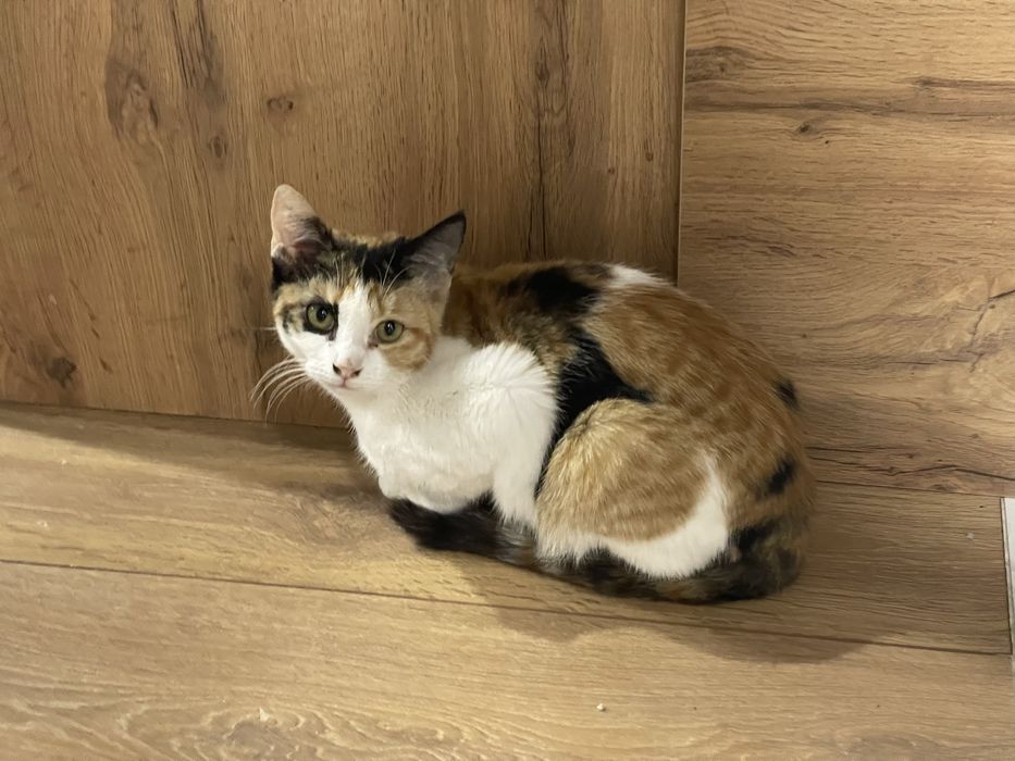 Кошечка подросток  Ищет дом Срочно