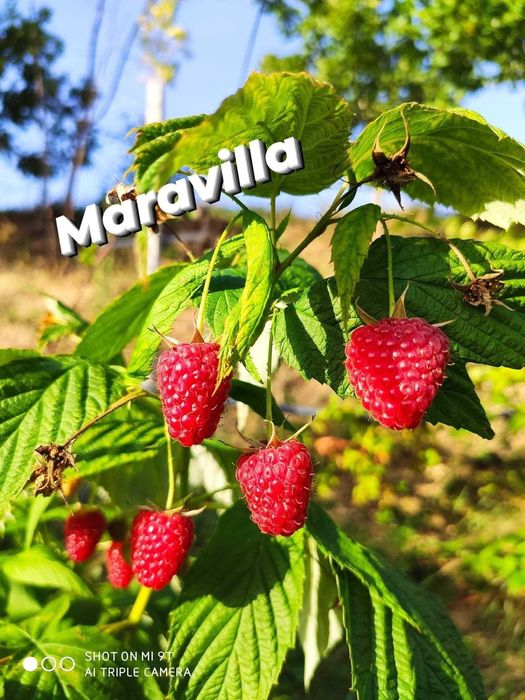 Plante de vânzare zmeura si mure