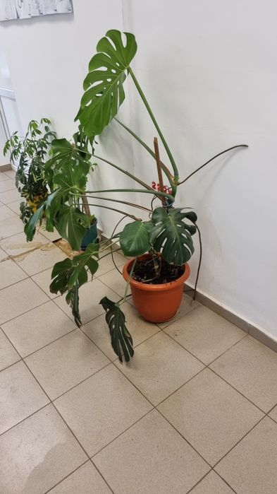 Monstera deliciosa