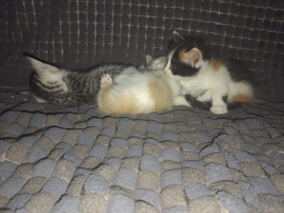 Отдам  котят  в добрые руки