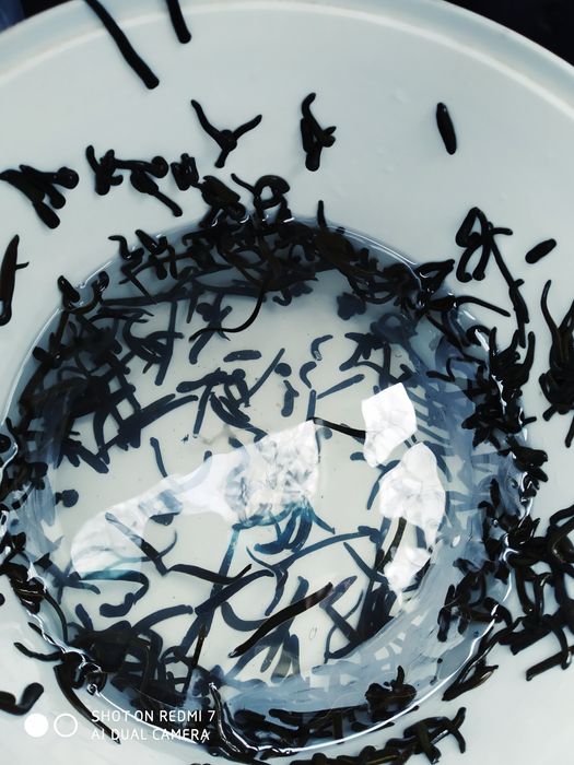 Zuluk пиявки продаётся Пиявки