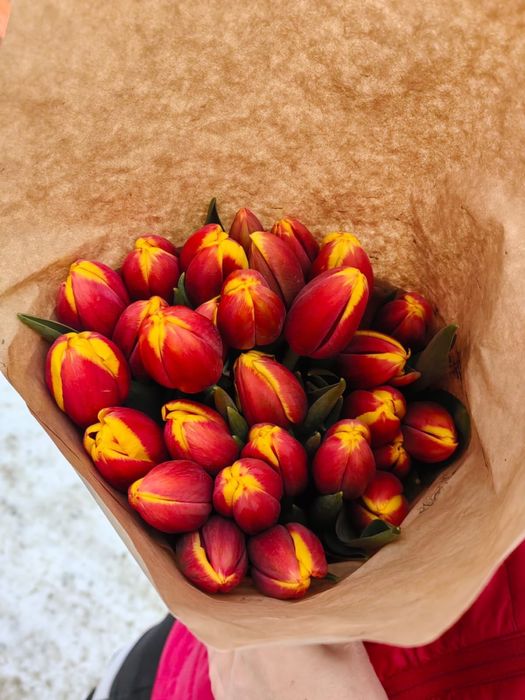 Оптом тюльпаны Алматы