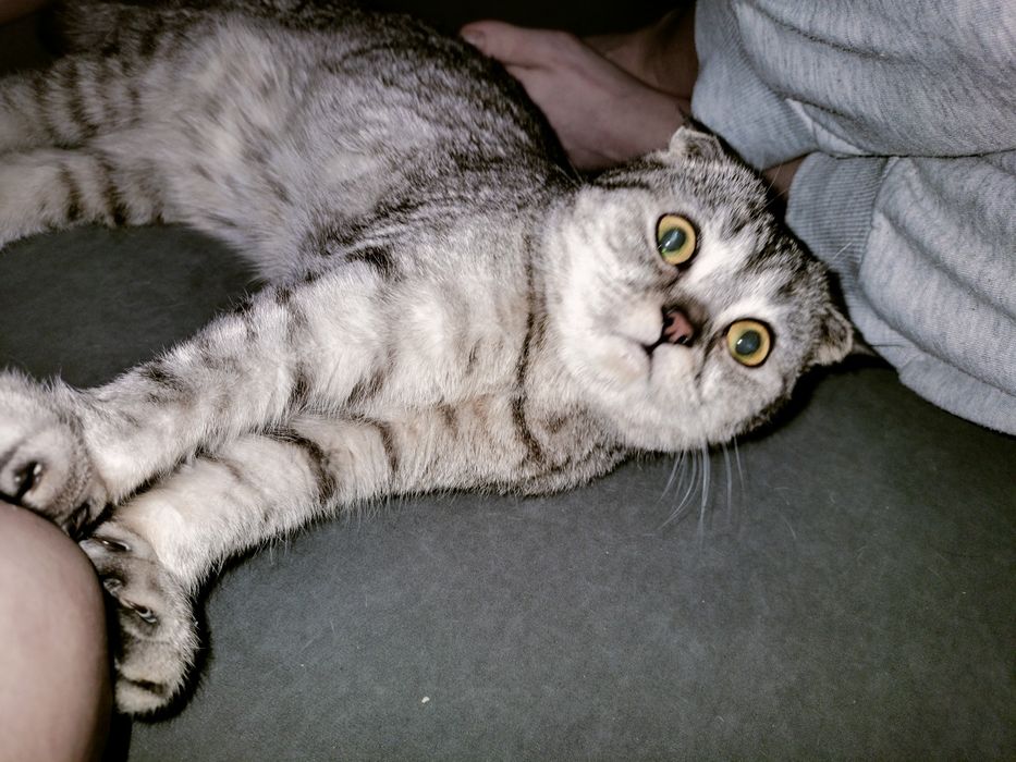 Котёнок ищет кота на вязку