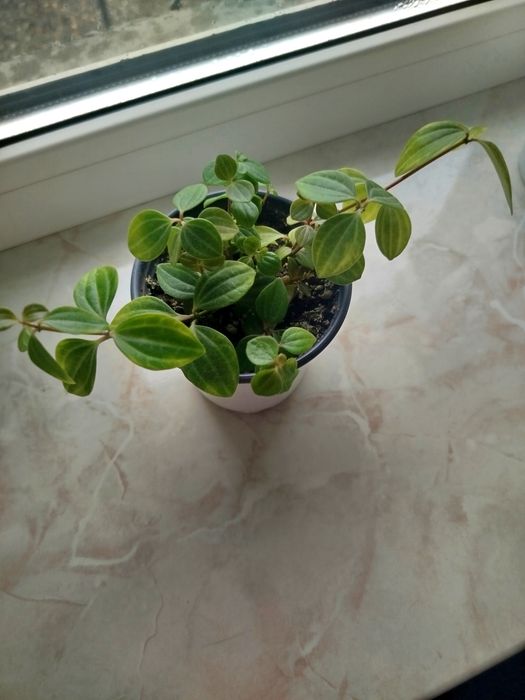 Продам пеперемию ROCCA VIVACE