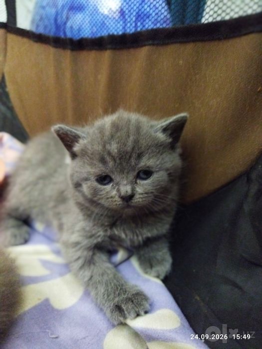 Продаются шотландские чистокровные котята