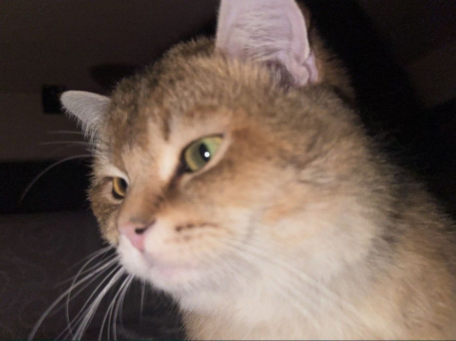 Britaniyskiy shinshila sotiladi zotli mushuk