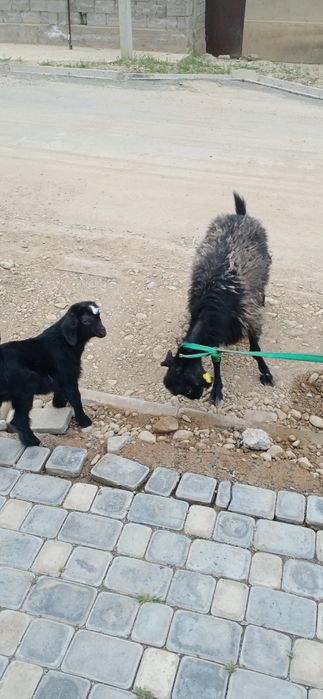 Екиши тума ешкі салсатылады