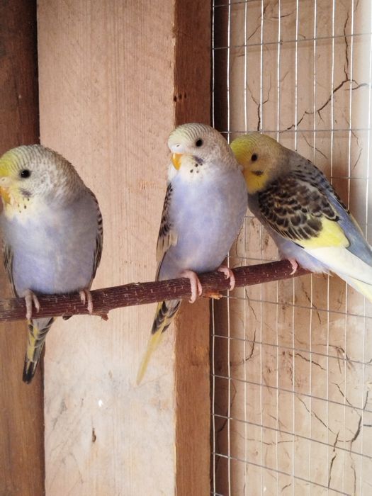 Радужные волнистые попугаи