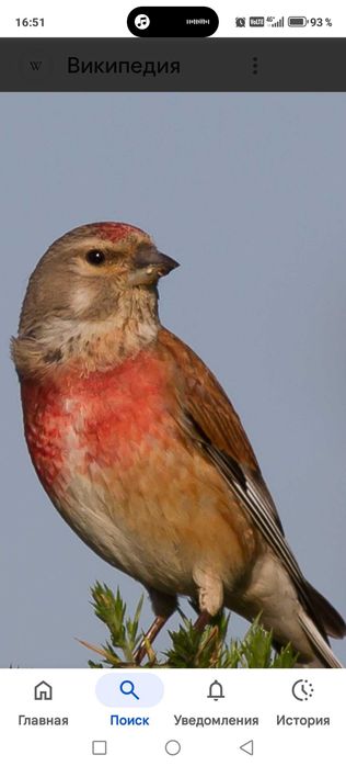 Продам птицу певчие