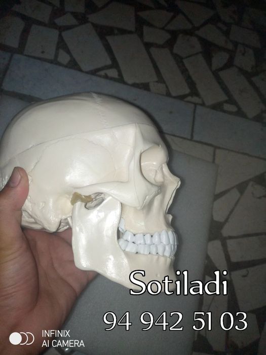 Kalla suyagi plastik mulyaj anatomiya uchun