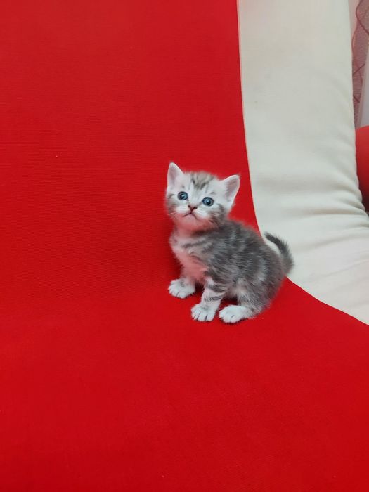 Продаю породистых котят